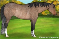 Horse Color:Brown Dun Rabicano 