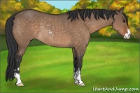 Horse Color:Brown Dun Sabino Rabicano