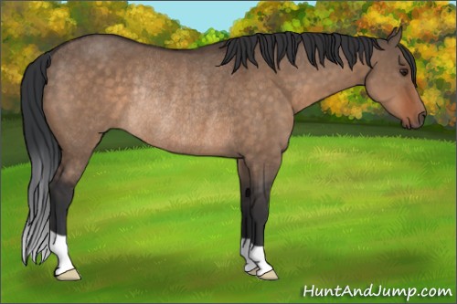 Horse Color:Brown Dun Rabicano