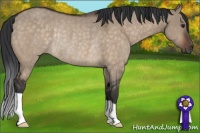 Horse Color:Brown Dun Rabicano