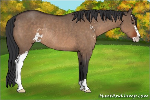 Horse Color:Brown Dun Sabino Rabicano 