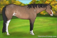 Horse Color:Brown Dun Sabino Rabicano 