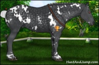 Horse Color:White Spotted Silver Black Chinchilla Rabicano 