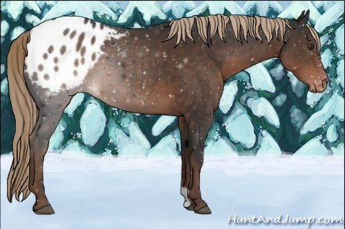 Horse Color:Liver Chestnut Appaloosa 