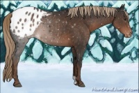 Horse Color:Liver Chestnut Appaloosa 