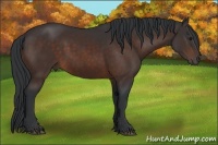 Horse Color:Brown 