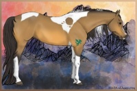 Horse Color:Buckskin Sabino Tobiano 