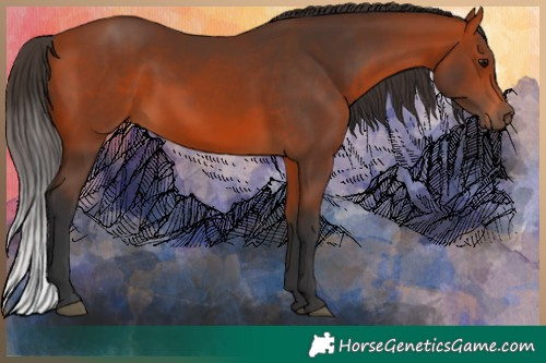 Horse Color:Bay 