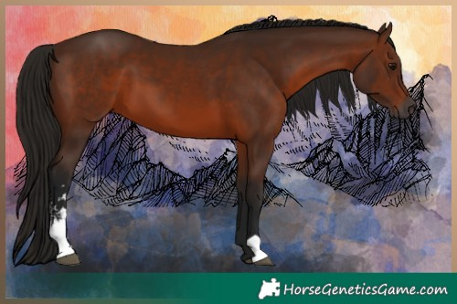 Horse Color:Gray Bay Sabino