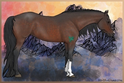 Horse Color:Bay Roan 