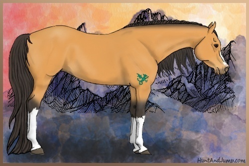Horse Color:Buckskin 