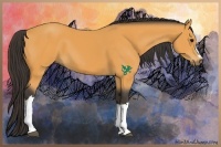 Horse Color:Buckskin 