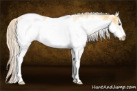 Horse Color:White Spotted Palomino Roan Frame Appaloosa 