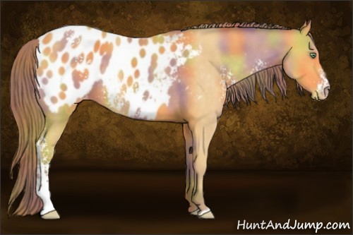 Horse Color:Nacre White Spotted Amber Cream Champagne Appaloosa 