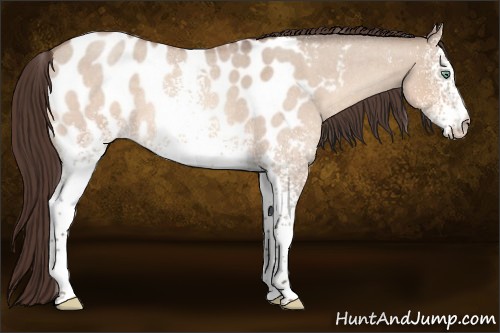 Horse Color:White Spotted Sable Champagne Roan Dun Appaloosa Rabicano 