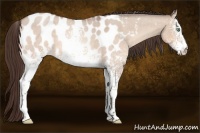 Horse Color:White Spotted Sable Champagne Roan Dun Appaloosa Rabicano 