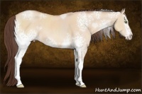 Horse Color:White Spotted Amber Champagne Dun