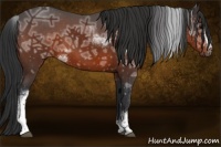 Horse Color:White Spotted Bay Ice 