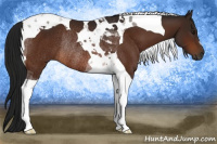 Horse Color:Gray Bay Tobiano Rabicano 