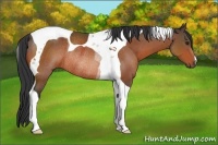 Horse Color:Brown Tobiano Rabicano