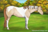 Horse Color:Smoky Black Pearl Tobiano Rabicano 