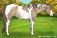 Horse Color:Black Pearl Sabino Tobiano Rabicano 