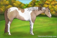 Horse Color:Black Pearl Sabino Tobiano Rabicano 