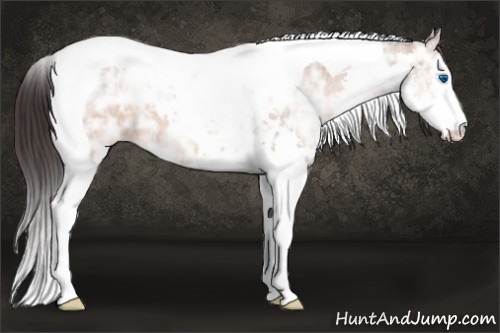 Horse Color:Sable Champagne Ice Splash Tobiano 