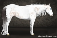 Horse Color:Sable Champagne Ice Splash Tobiano