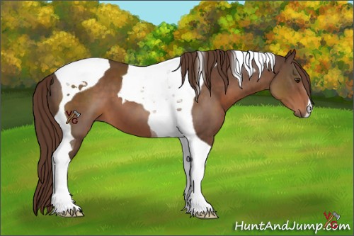 Horse Color:Liver Chestnut Tobiano 