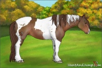 Horse Color:Liver Chestnut Tobiano