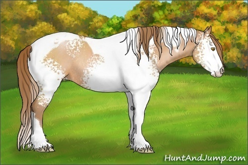 Horse Color:White Spotted Bay Pearl Tobiano Rabicano 