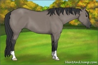 Horse Color:Grullo 