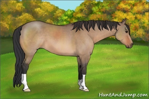 Horse Color:Bay Dun