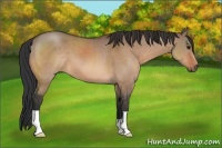 Horse Color:Bay Dun 