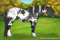 Horse Color:White Spotted Black Appaloosa