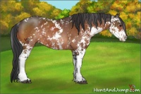 Horse Color:Brown Sabino Rabicano 