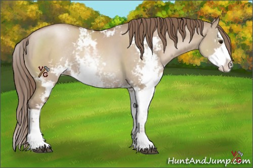 Horse Color:Grullo Pearl Sabino Rabicano