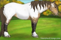 Horse Color:Buckskin Near Fewspot 