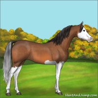Horse Color:Bay Splash 