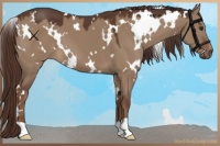 Horse Color:White Spotted Liver Red Dun