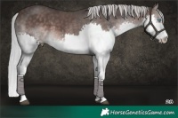 Horse Color:Platinum Silver Brown Splash 