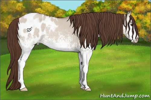 Horse Color:White Spotted Classic Champagne Dun Blanket 