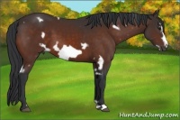 Horse Color:White Spotted Brown Frame 