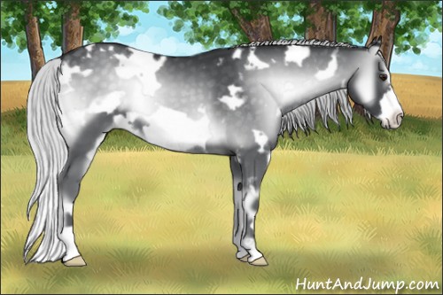 Horse Color:White Spotted Silver Blue Onyx Chinchilla Frame 