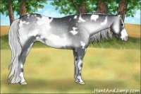 Horse Color:White Spotted Silver Blue Onyx Chinchilla Frame 