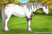 Horse Color:Silver Brown Onyx Sabino Frame Appaloosa 