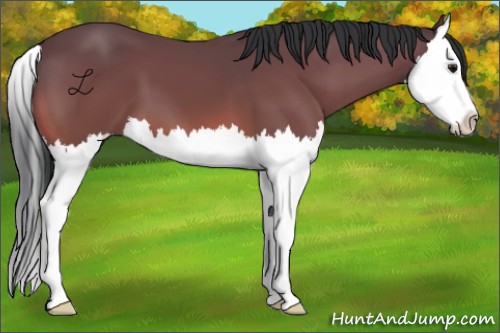 Horse Color:Bay Splash 