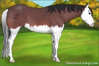Horse Color:Bay Splash 