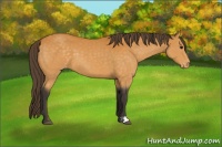 Horse Color:Buckskin Appaloosa